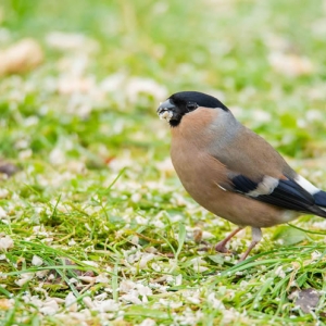 Redwell  18 1 2016   D3s (78 Of 127).jpg